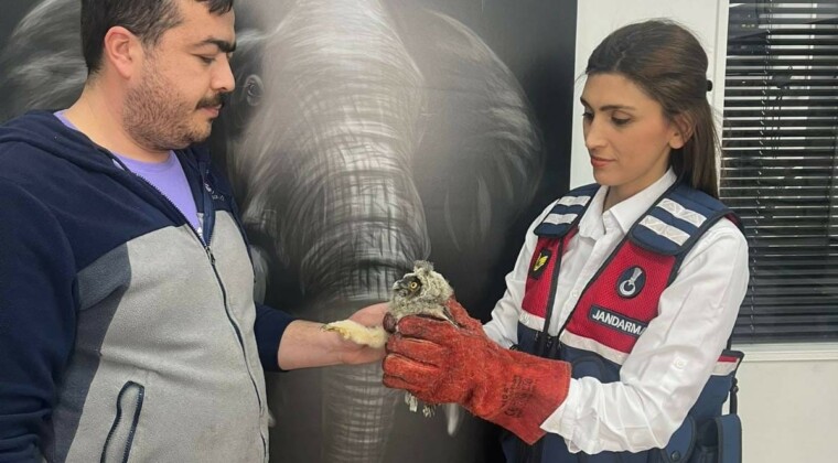 Yaralı halde bulunan baykuş tedavi altına alındı