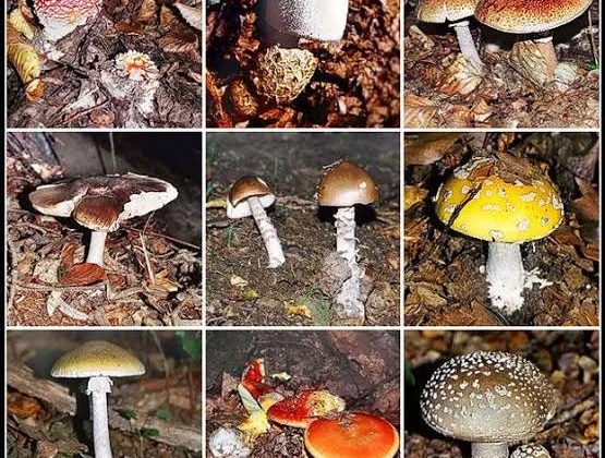 7 kişi yedikleri mantardan zehirlendi