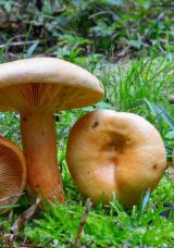 Kanlıca Mantarı: Faydaları Nelerdir, Nasıl Temizlenir ve Pişirilir?