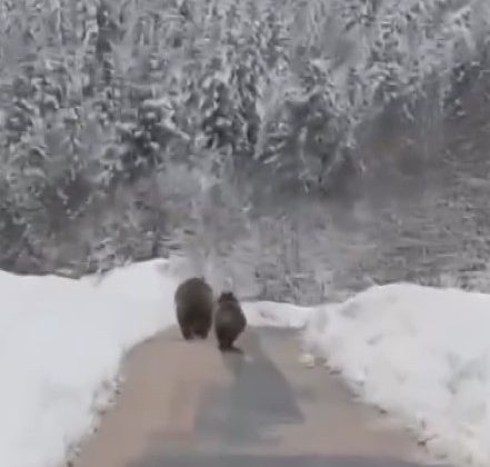 Kış uykusuna yatamayan ayılar kameraya takıldı