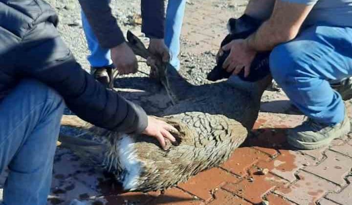 Denize düşen karaca ekipler tarafından kurtarıldı