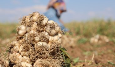 Aksaray’da Sarımsak üretimine başladı