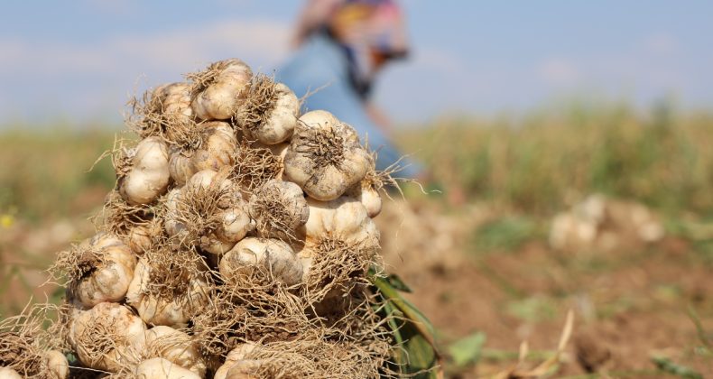Aksaray’da Sarımsak üretimine başladı