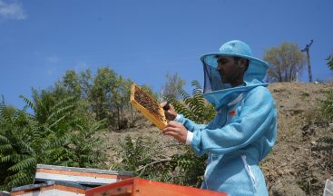 Ankara’da genç arıcı, 150 kovanıyla yılda yaklaşık 2 ton bal üretti