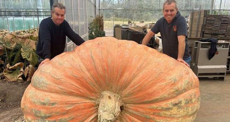 51 yılda yetiştirildi, dünyanın en büyüğü seçildi! ‘1 tondan bile daha ağır’