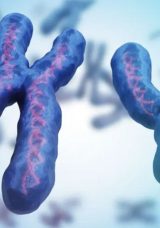 Erkeklik cinsiyetini belirleyen Y kromozomu yok oluyor