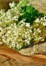 Kış aylarında gribe iyi gelen doğal besin: Mürver Çiçeği Nedir, Faydaları Nelerdir? Mürver Çiçeği Hangi Hastalıklara İyi Gelir?