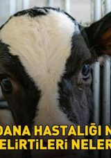 Deli dana hastalığı nasıl bulaşır? Ankara’dan sonra Bolu’da da ortaya çıktı! Deli dana hastalığı nedir, belirtileri neler?