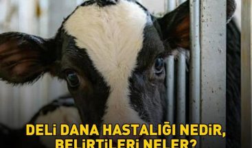 Deli dana hastalığı nasıl bulaşır? Ankara’dan sonra Bolu’da da ortaya çıktı! Deli dana hastalığı nedir, belirtileri neler?