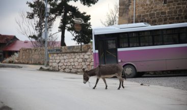 Atabey Gazi Camii Çevresinde İlginç Görüntü: Eşek Yolda Otladı