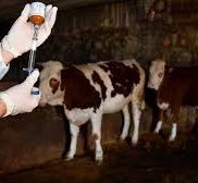 Köy Köy Gezerek Aşılama Çalışmaları Yapıyorlar