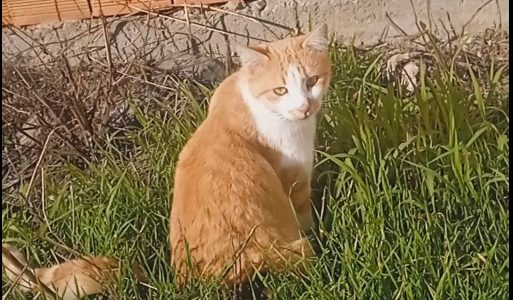 Kedinin Çekirge Avı Sosyal Medyada İlgi Odağı Oldu